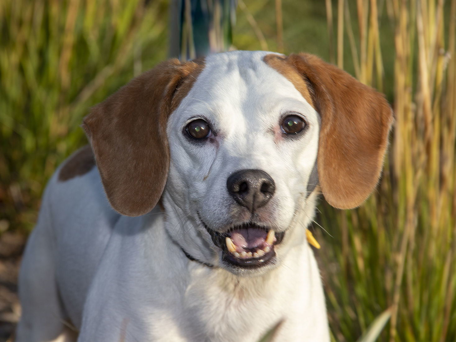 Pet of the week: Powder